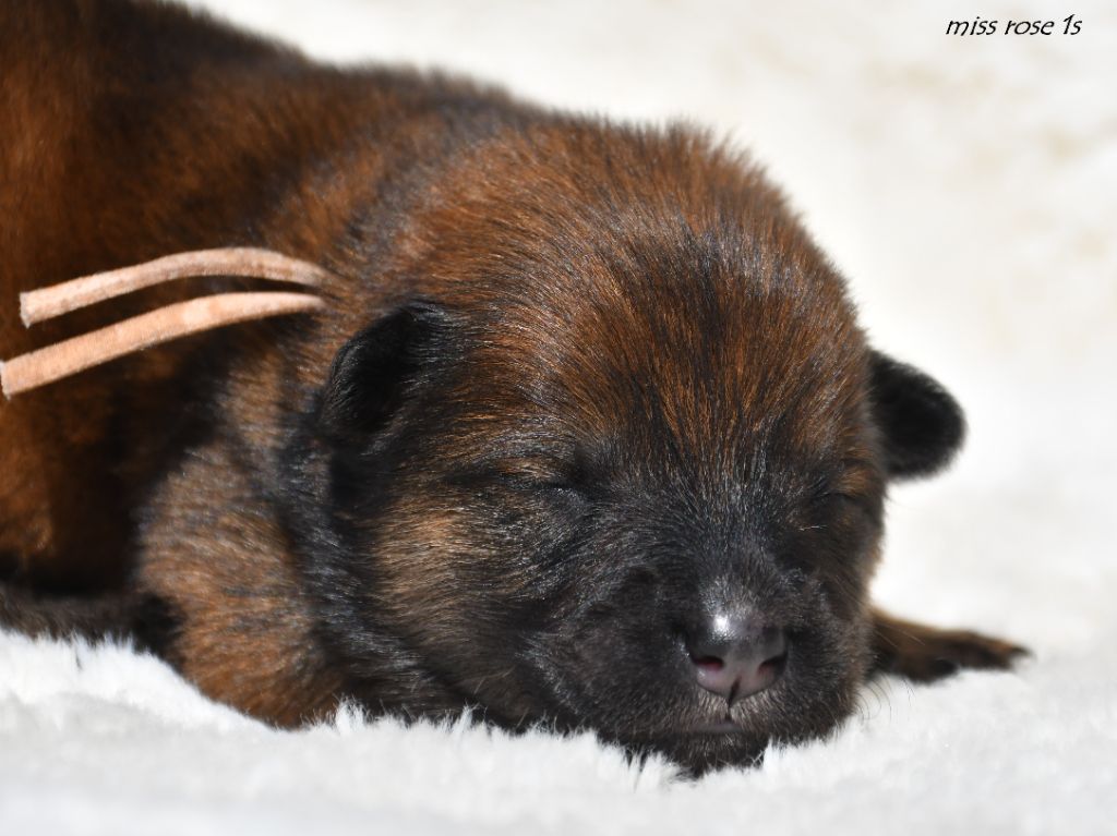 des Legendes de Retz - Chiots disponibles - Eurasier