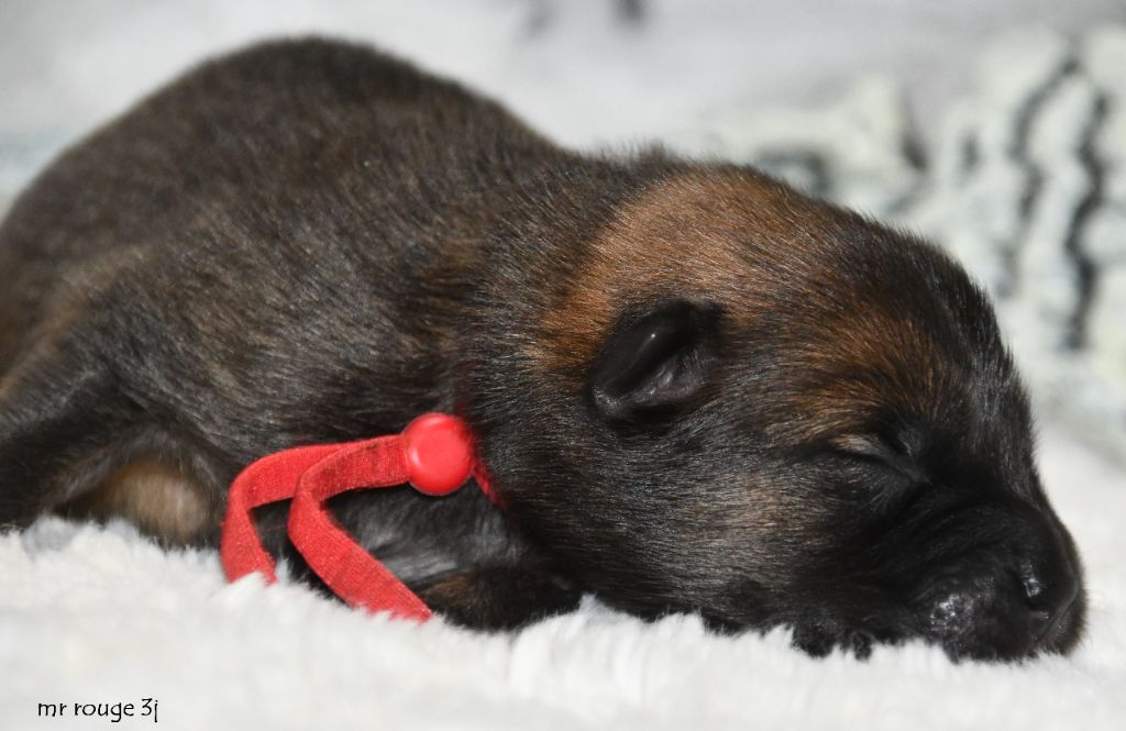 des Legendes de Retz - Chiots disponibles - Eurasier