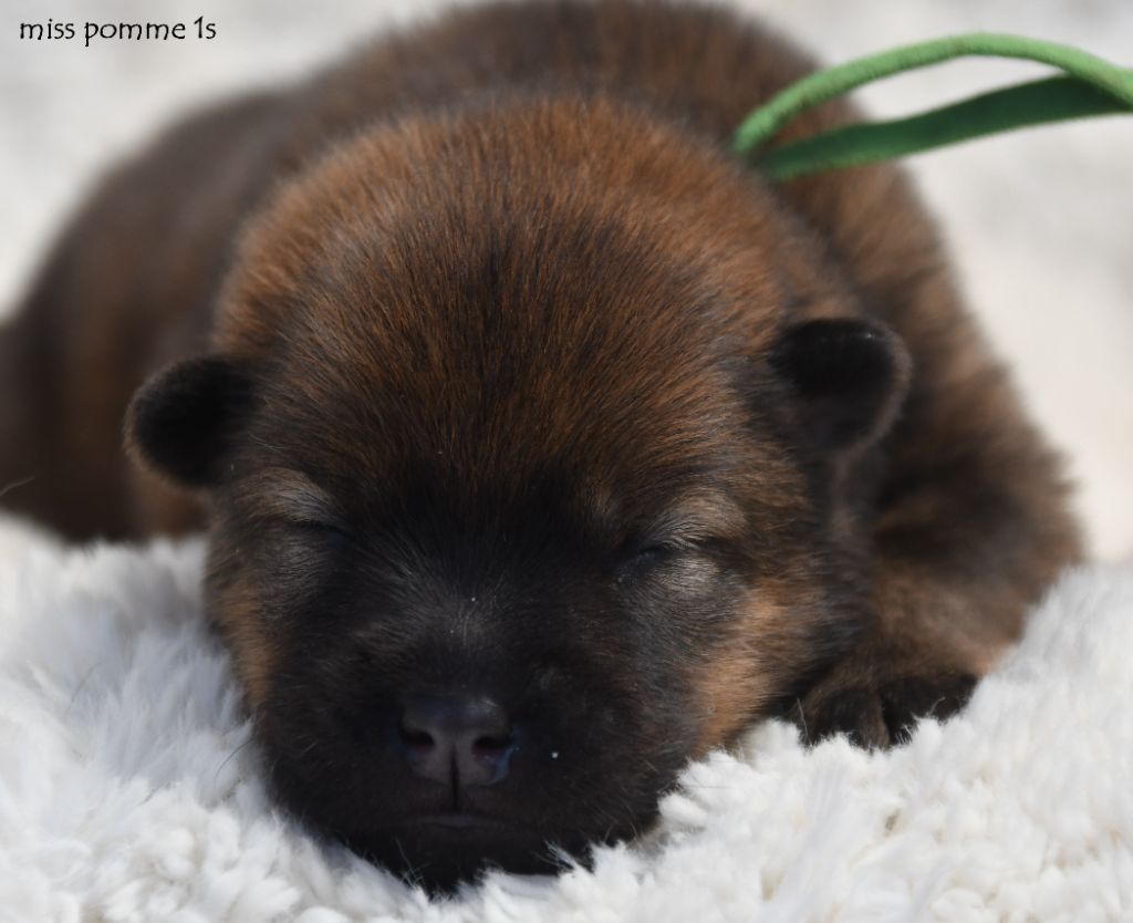 des Legendes de Retz - Chiots disponibles - Eurasier