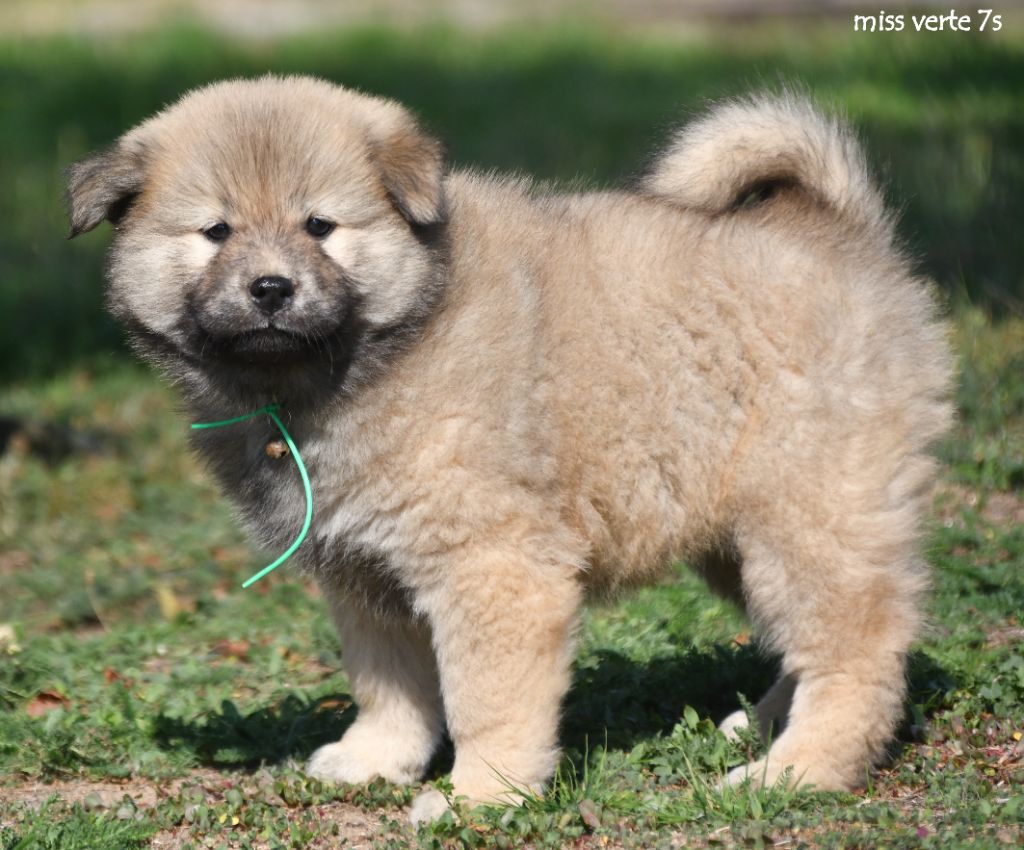 des Legendes de Retz - Chiots disponibles - Eurasier