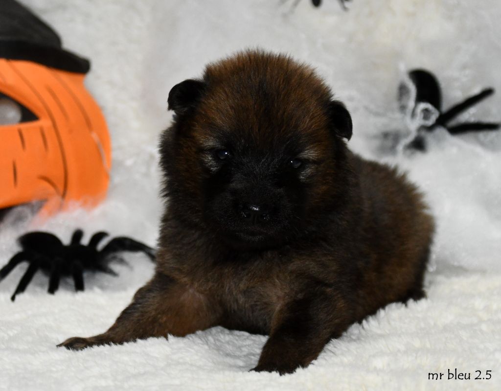 des Legendes de Retz - Eurasier - Portée née le 10/10/2025