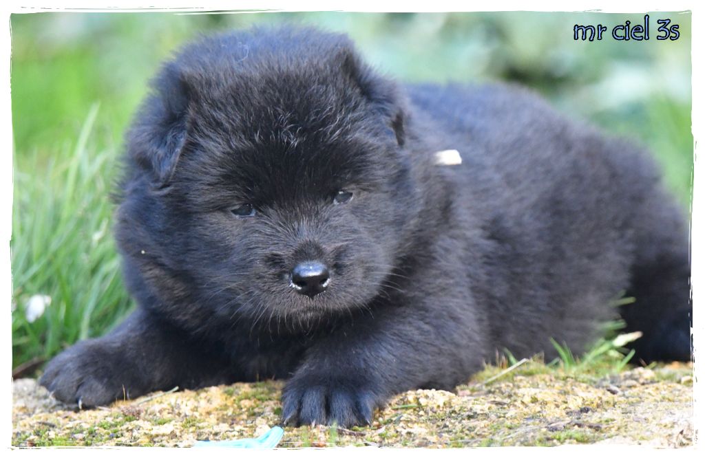 des Legendes de Retz - Chiots disponibles - Eurasier