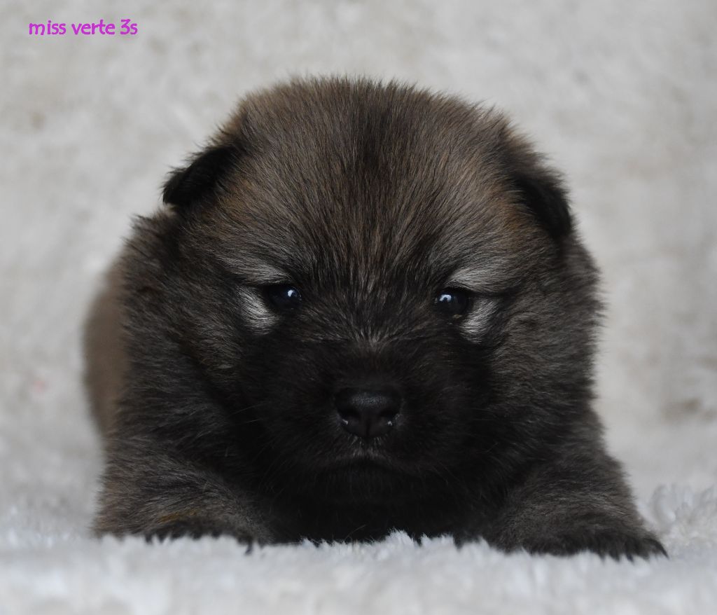 des Legendes de Retz - Chiots disponibles - Eurasier