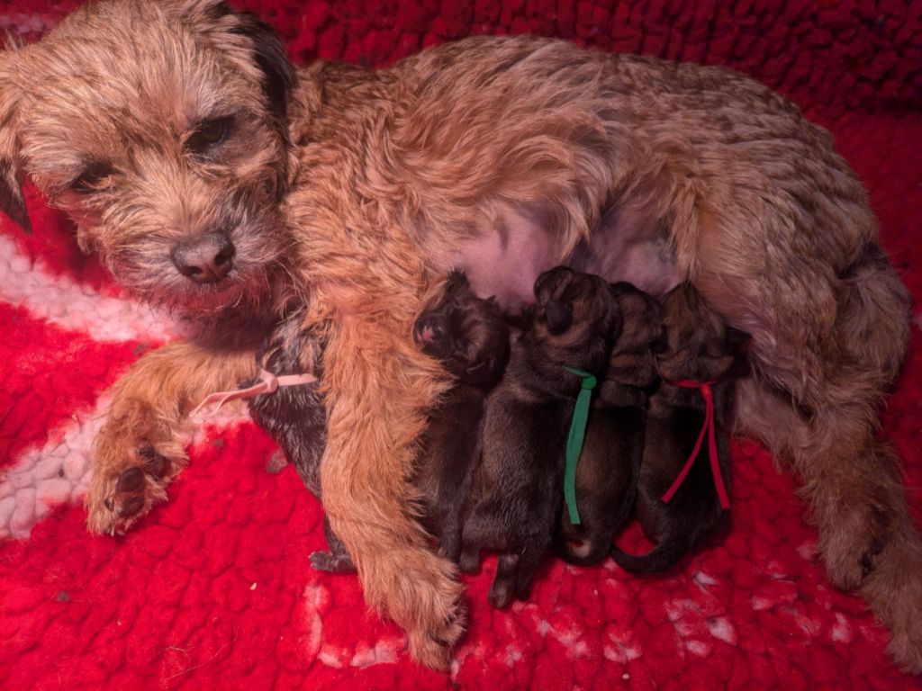 des Legendes de Retz - Border Terrier - Portée née le 11/11/2025