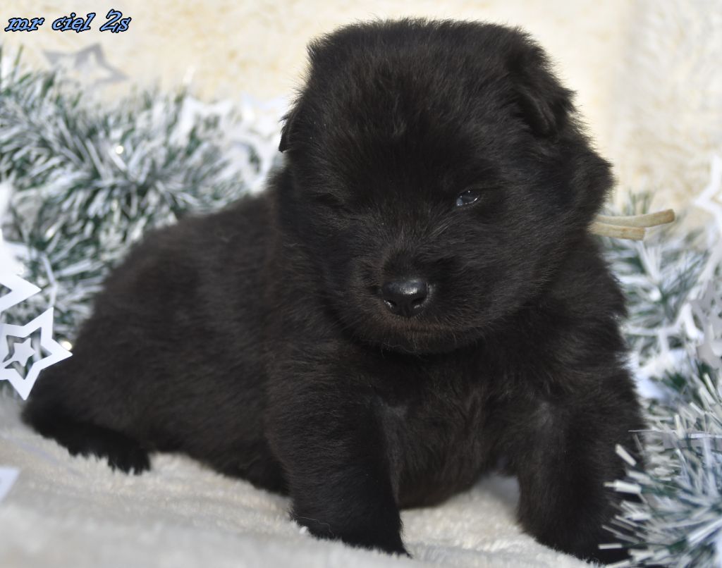 des Legendes de Retz - Chiots disponibles - Eurasier