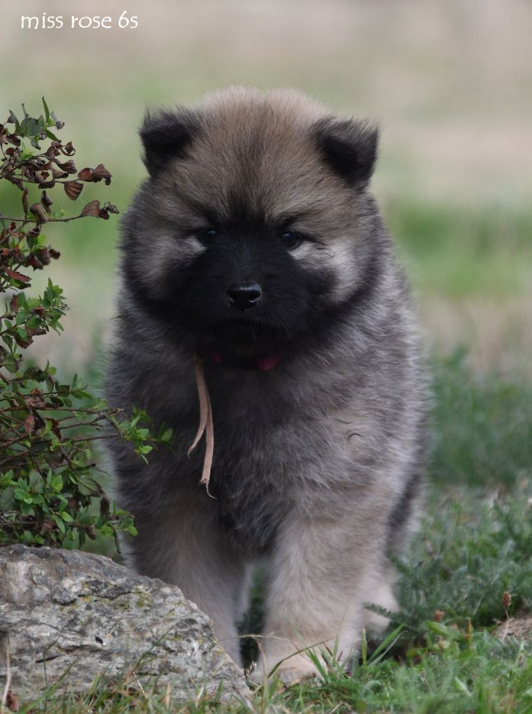 des Legendes de Retz - Chiots disponibles - Eurasier