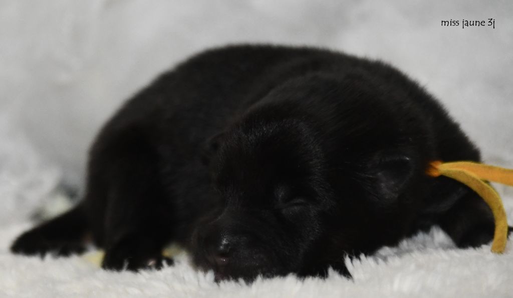 des Legendes de Retz - Chiots disponibles - Eurasier