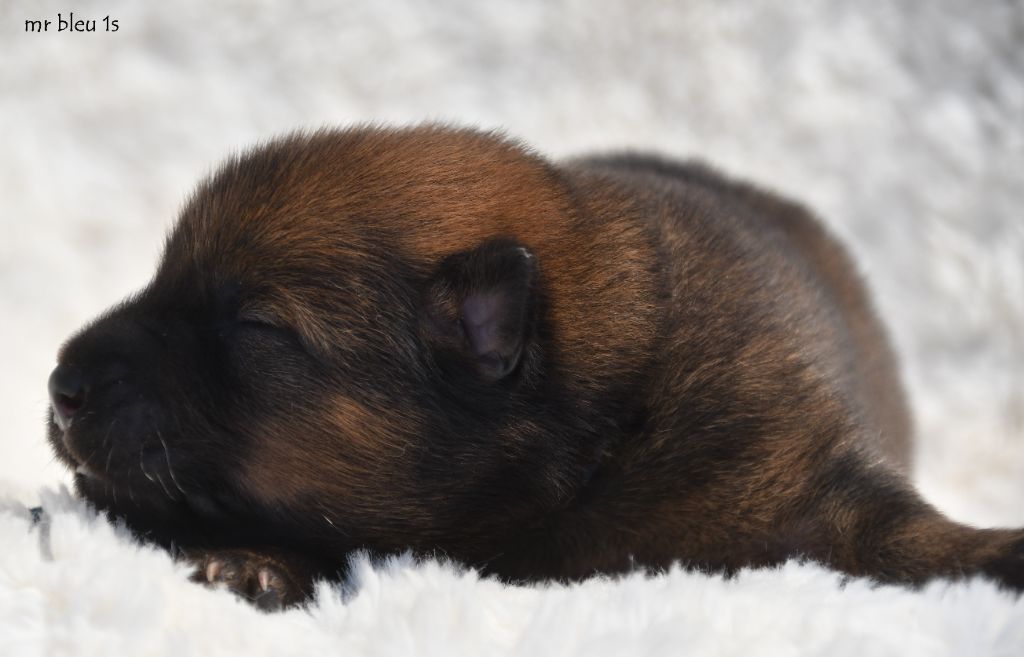 des Legendes de Retz - Chiots disponibles - Eurasier