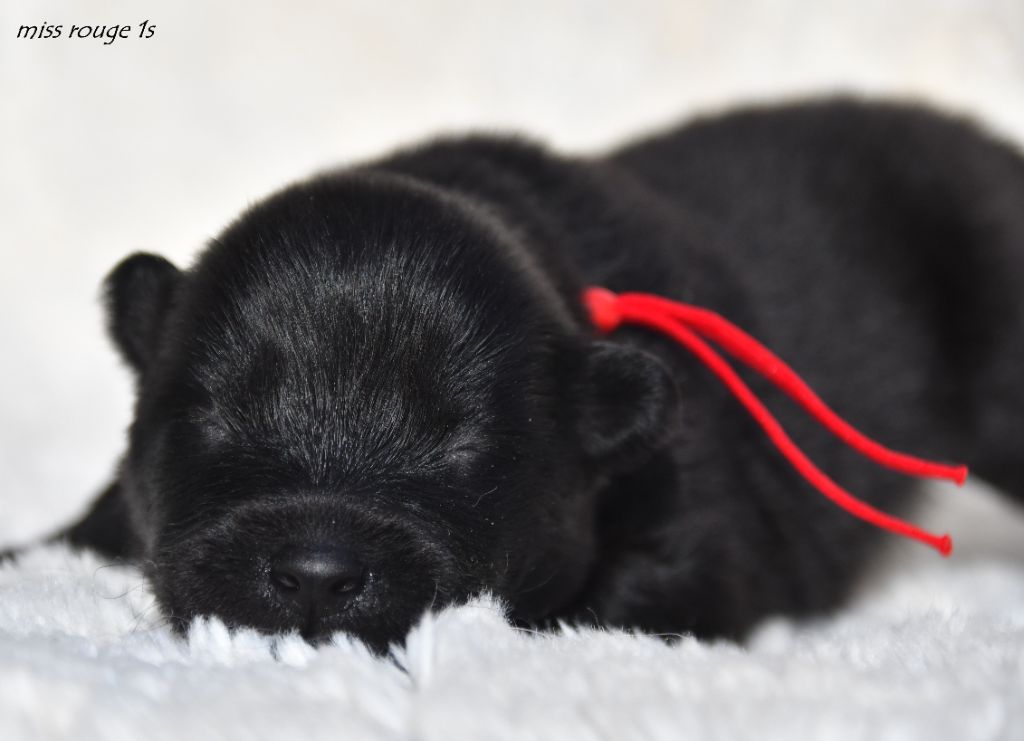 des Legendes de Retz - Chiots disponibles - Eurasier