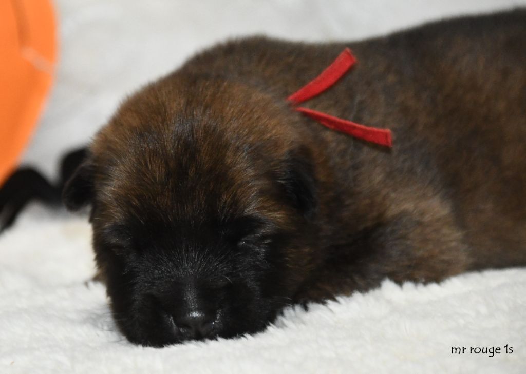 des Legendes de Retz - Chiots disponibles - Eurasier