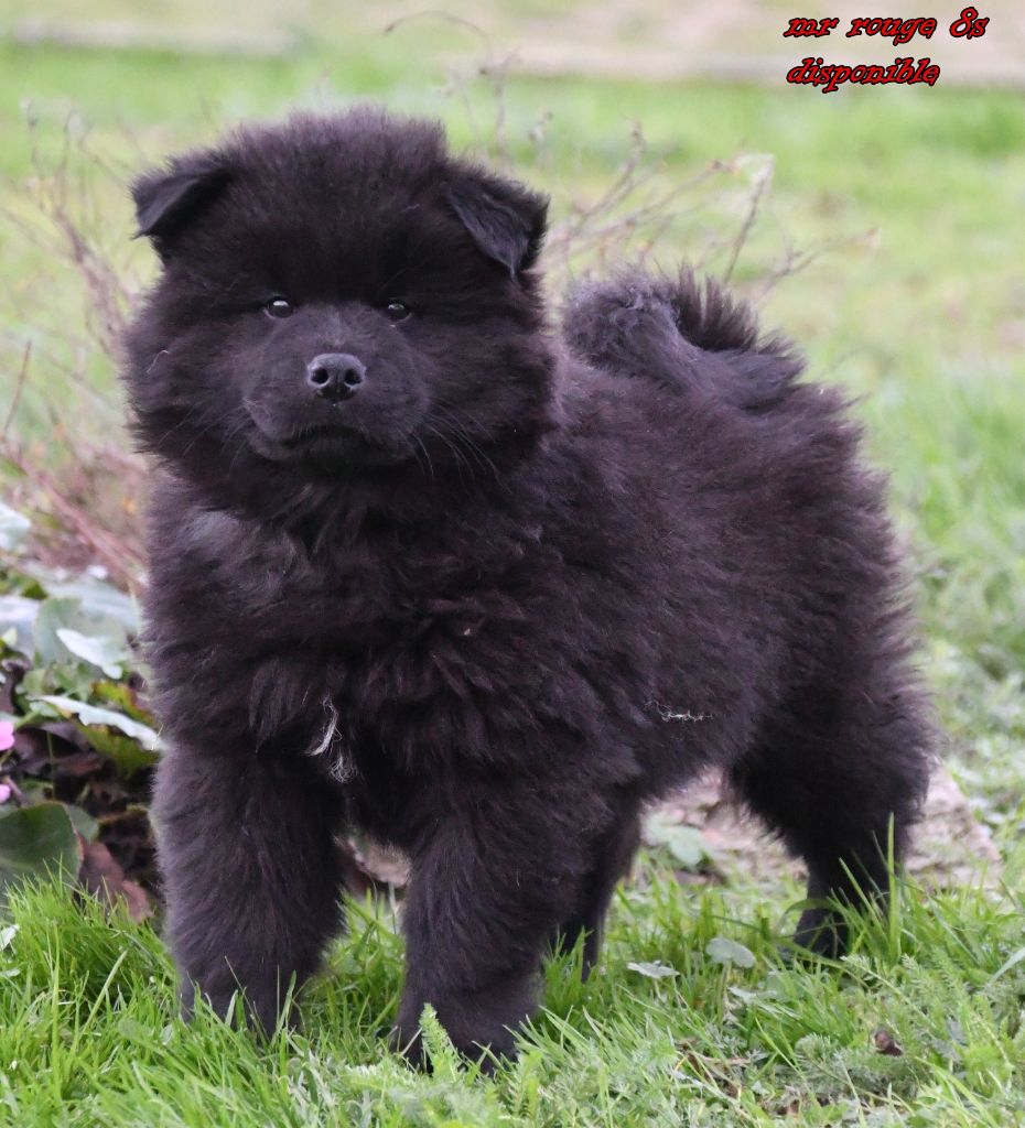 des Legendes de Retz - Chiots disponibles - Eurasier