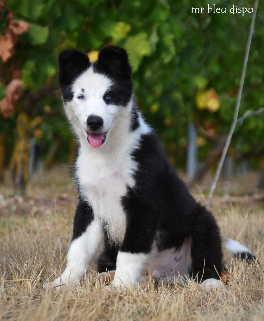 des Legendes de Retz - Chiots disponibles - Laika de iakoutie