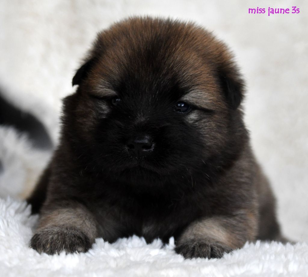 des Legendes de Retz - Chiots disponibles - Eurasier