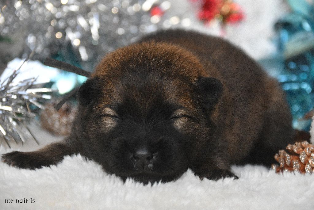 des Legendes de Retz - Chiots disponibles - Eurasier