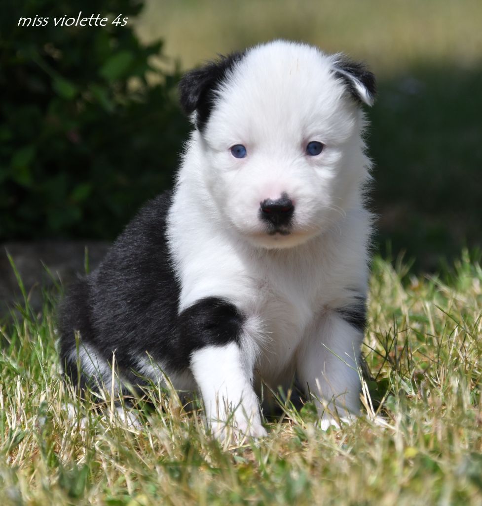 des Legendes de Retz - Chiots disponibles - Laika de iakoutie