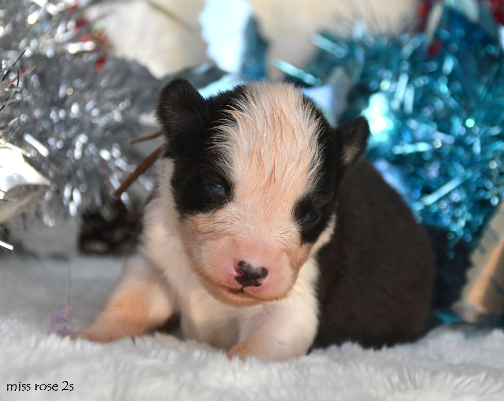 des Legendes de Retz - Chiots disponibles - Laika de iakoutie