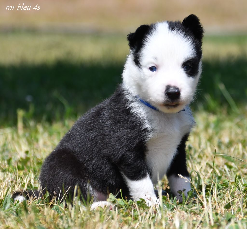 des Legendes de Retz - Chiots disponibles - Laika de iakoutie