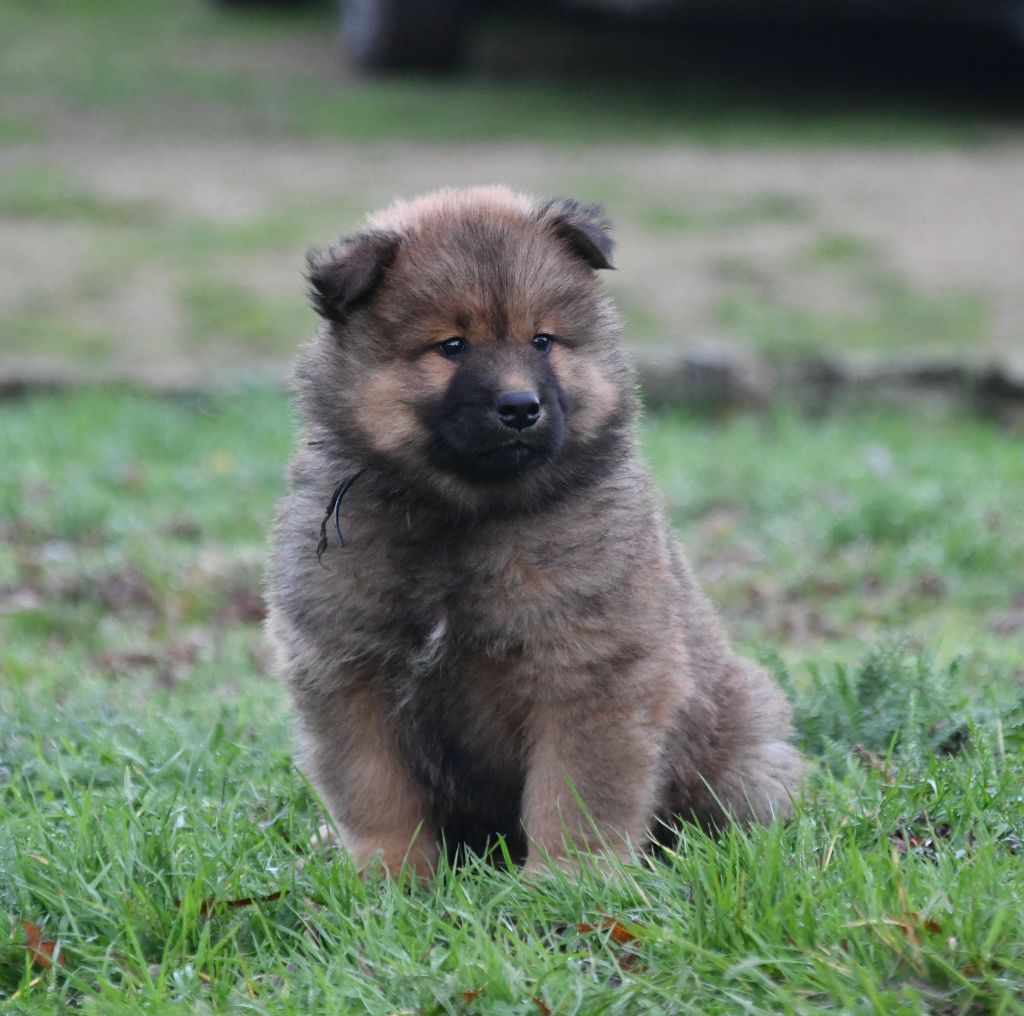 des Legendes de Retz - Chiots disponibles - Eurasier