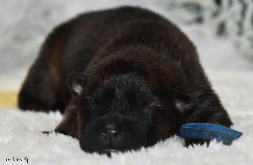 des Legendes de Retz - Chiots disponibles - Eurasier