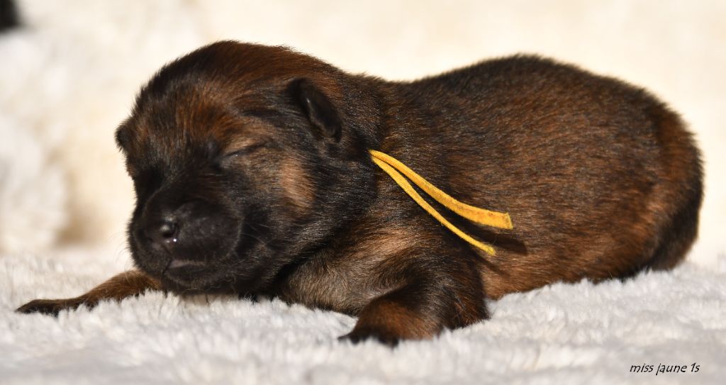 des Legendes de Retz - Chiots disponibles - Eurasier