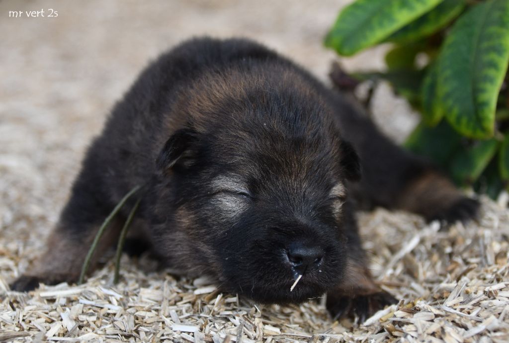 des Legendes de Retz - Chiots disponibles - Eurasier