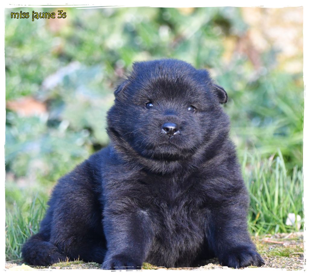 des Legendes de Retz - Chiots disponibles - Eurasier