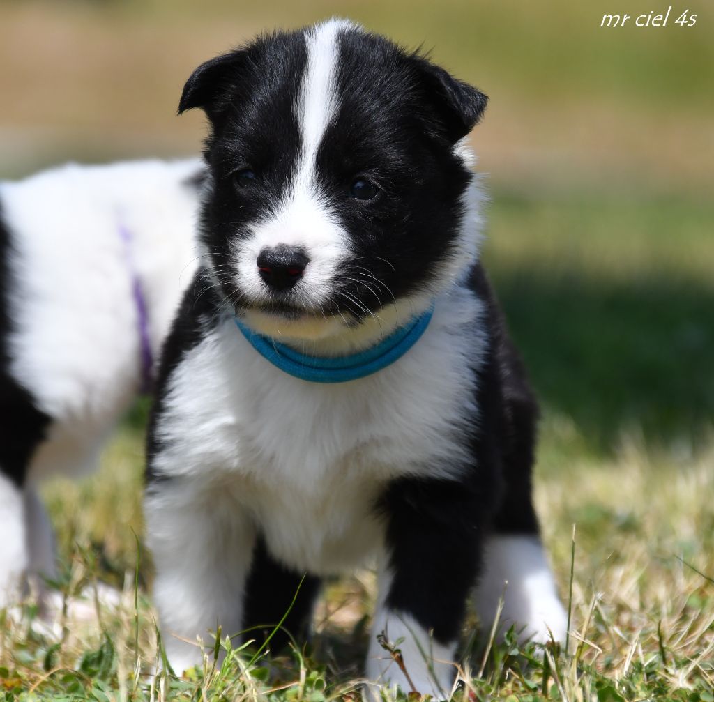 des Legendes de Retz - Chiots disponibles - Laika de iakoutie
