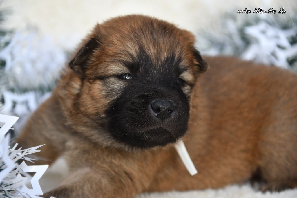 des Legendes de Retz - Chiots disponibles - Eurasier