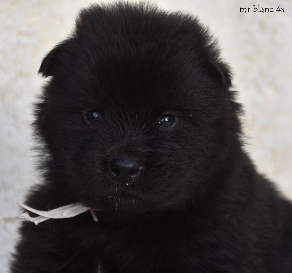 des Legendes de Retz - Chiots disponibles - Eurasier
