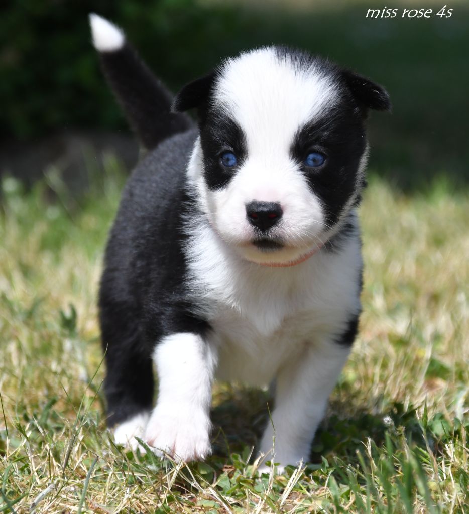 des Legendes de Retz - Chiots disponibles - Laika de iakoutie