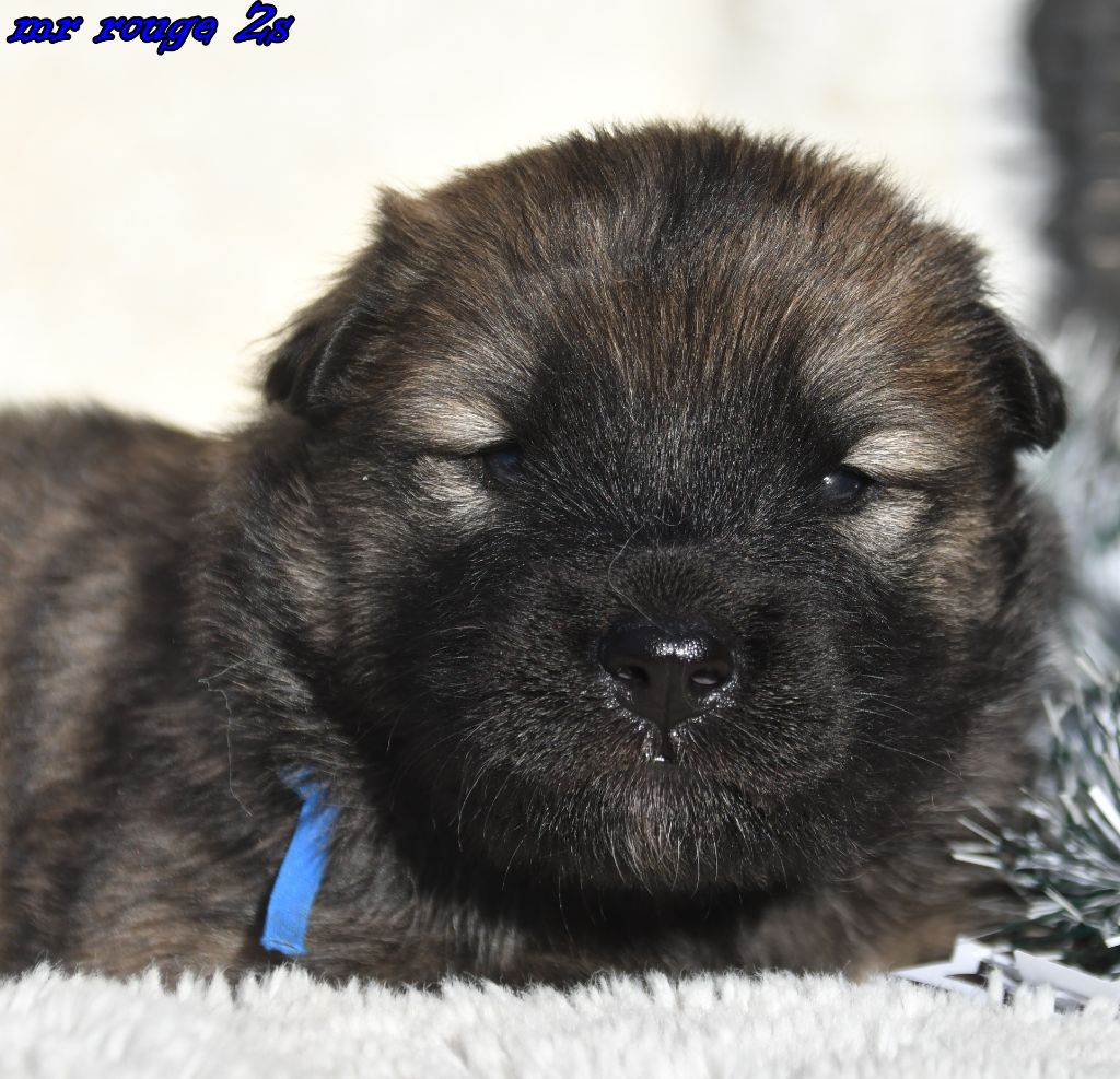 des Legendes de Retz - Chiots disponibles - Eurasier