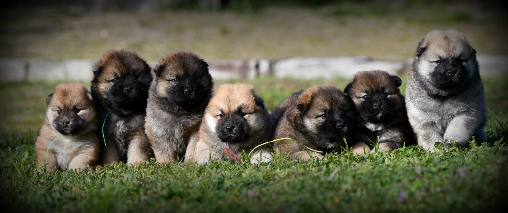 Chiot Eurasier des Legendes de Retz