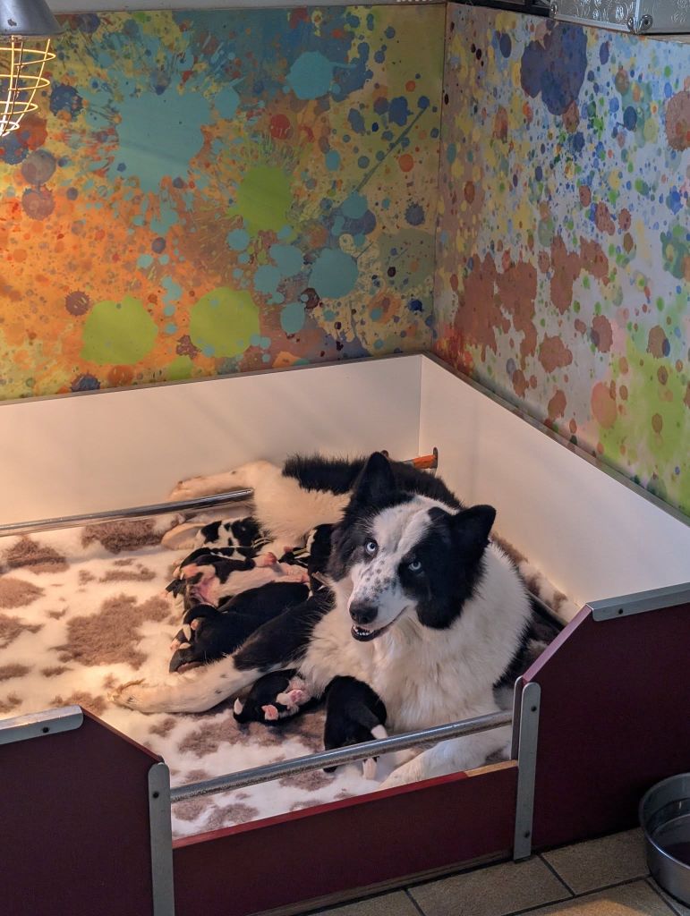 Chiot Laika de iakoutie des Legendes de Retz