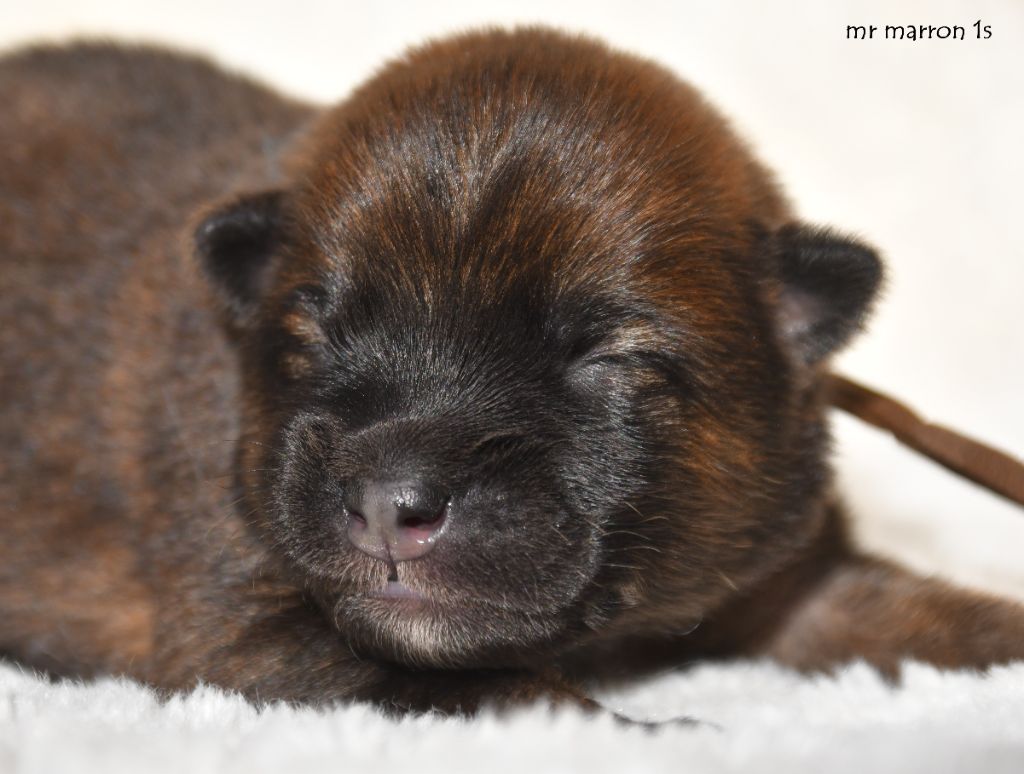 des Legendes de Retz - Chiots disponibles - Eurasier