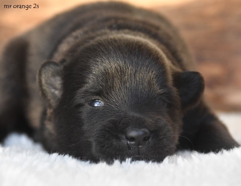 des Legendes de Retz - Chiots disponibles - Eurasier