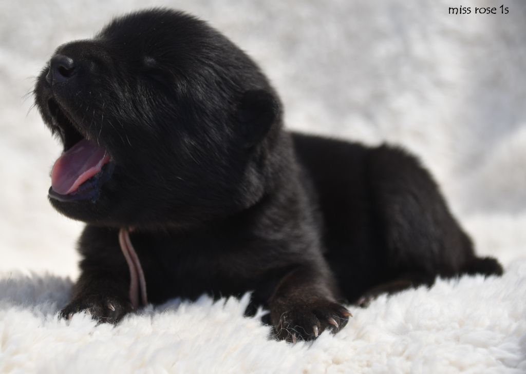 des Legendes de Retz - Chiots disponibles - Eurasier