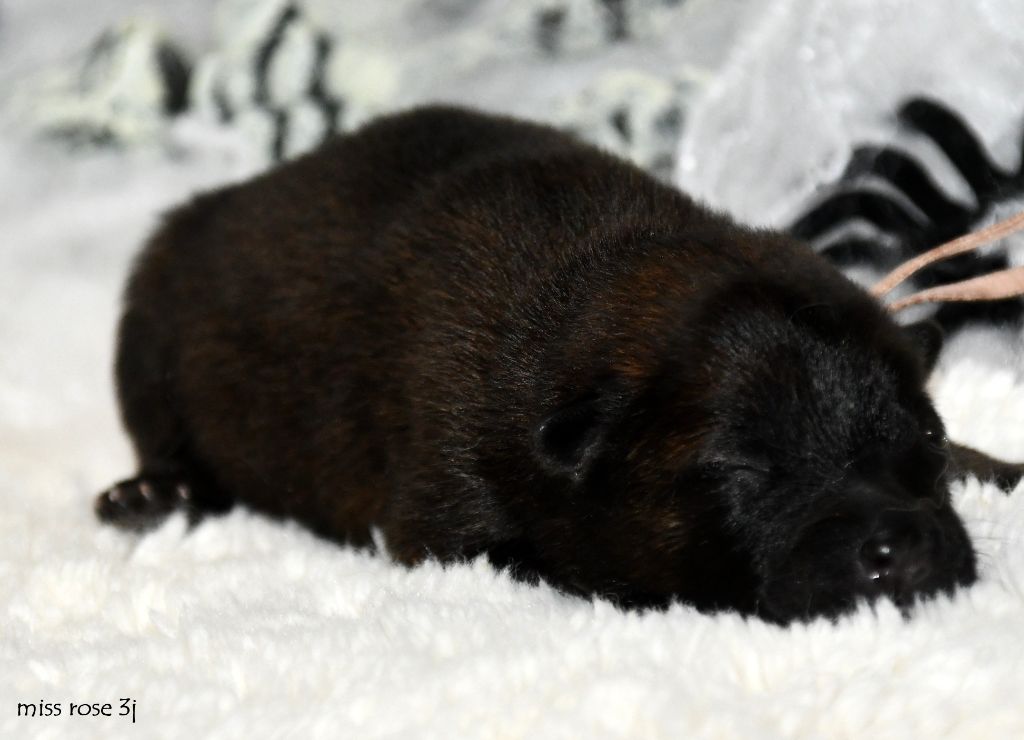 des Legendes de Retz - Chiots disponibles - Eurasier