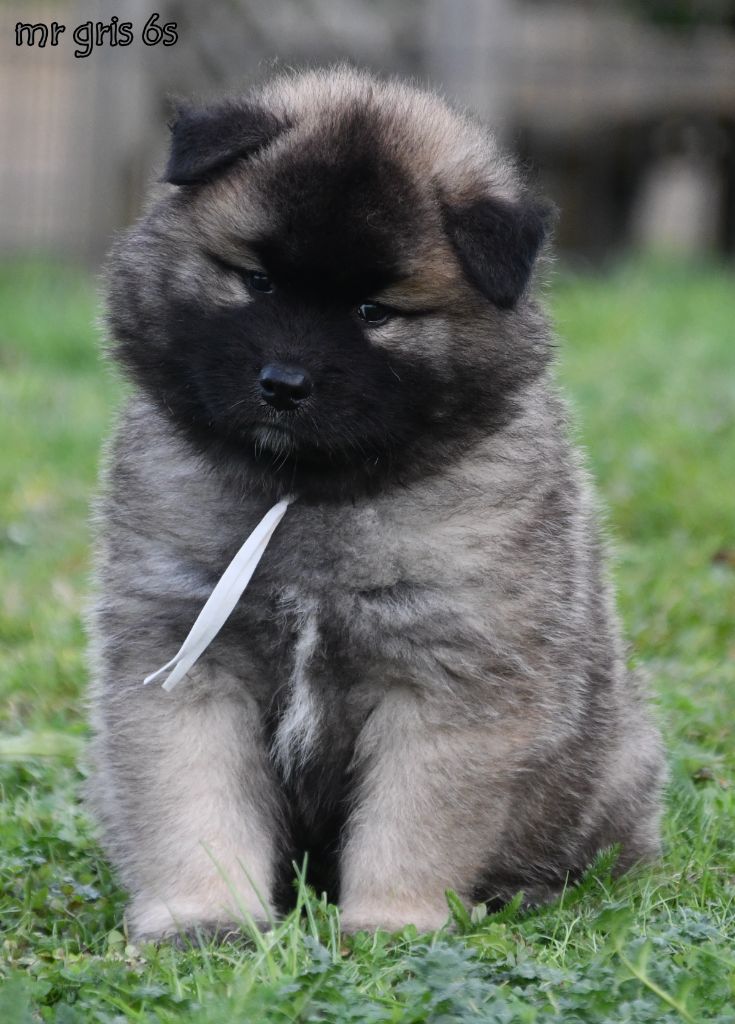 des Legendes de Retz - Chiots disponibles - Eurasier