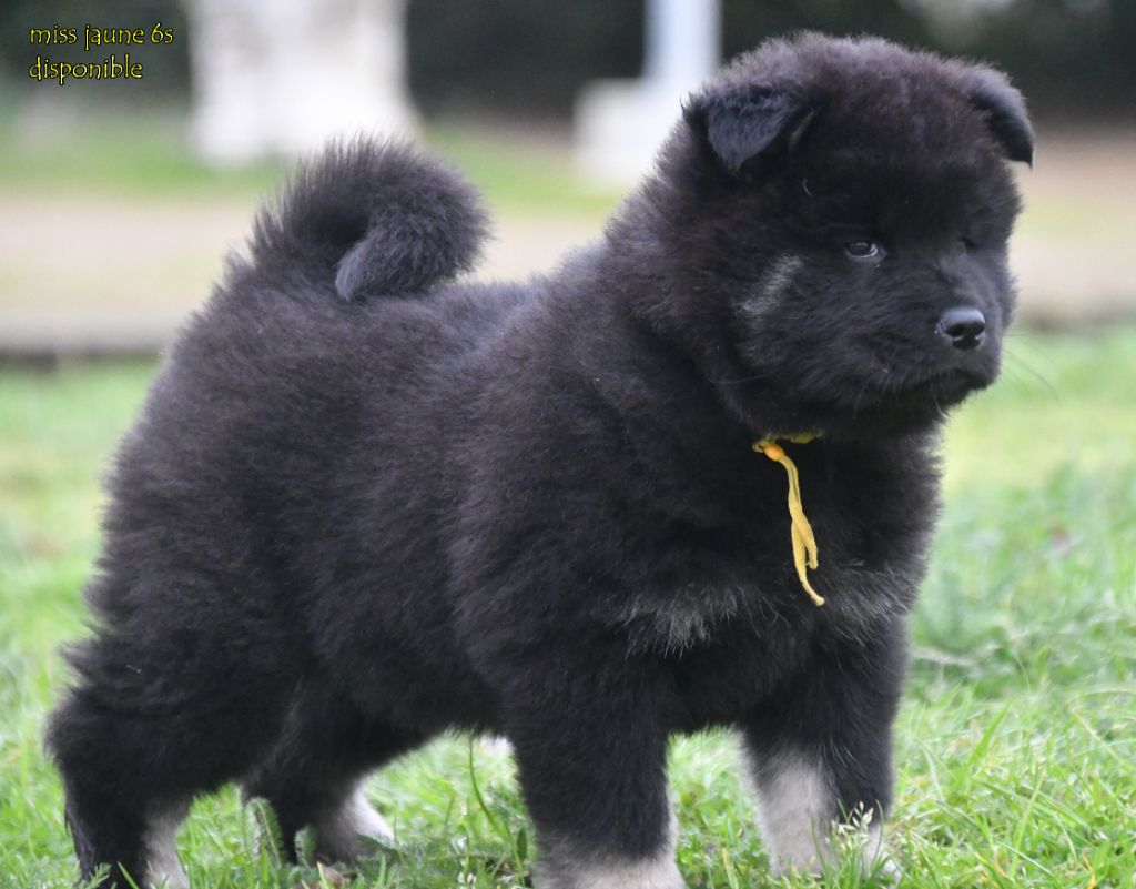 des Legendes de Retz - Chiots disponibles - Eurasier