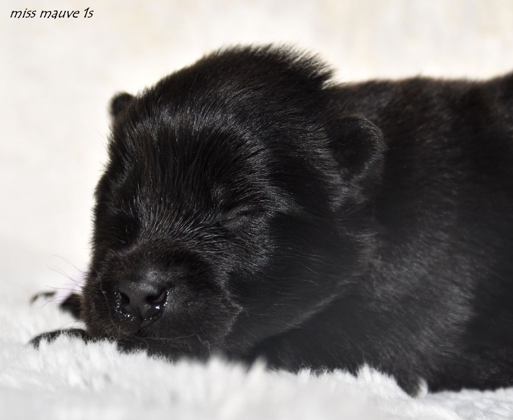 des Legendes de Retz - Chiots disponibles - Eurasier