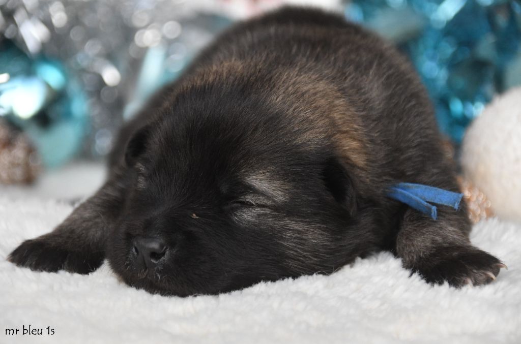 des Legendes de Retz - Chiots disponibles - Eurasier