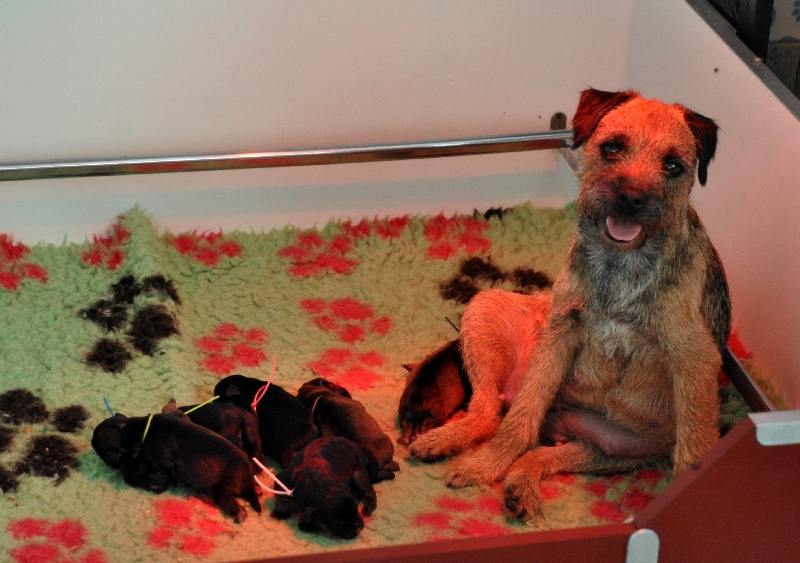 des Legendes de Retz - Border Terrier - Portée née le 21/10/2011