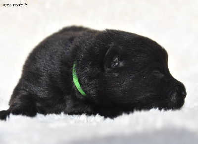 CHIOT 6