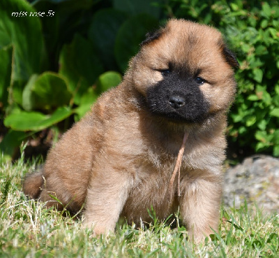 CHIOT 9