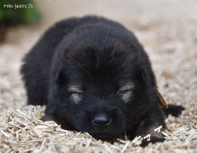 CHIOT