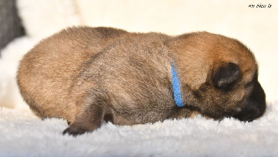 CHIOT 1