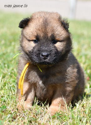 CHIOT 7
