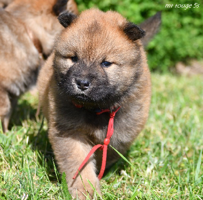 CHIOT 5