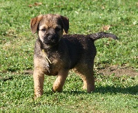 CHIOT