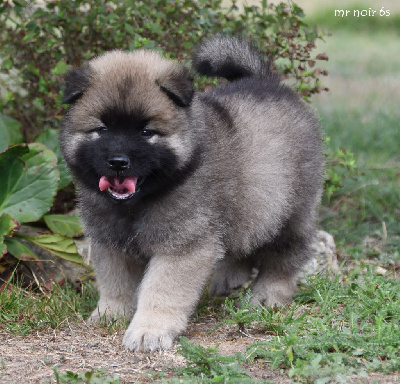 CHIOT 2